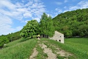 19 Verde radura prativa con ippocastano in fiore